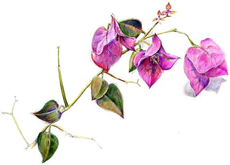 Congratulations to all the winners! Bougainvillea sketch | Flickr - Photo Sharing!