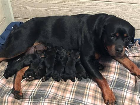 How much did the 6 weeks shots cost you? News - Von Der Hause Roush Rottweilers