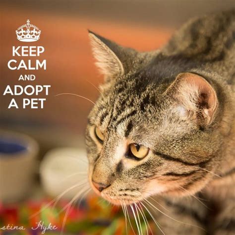 Rewards of adopting an older cat. Upcoming Events — Adopt-A-Shelter-Cat Month: Half Price ...
