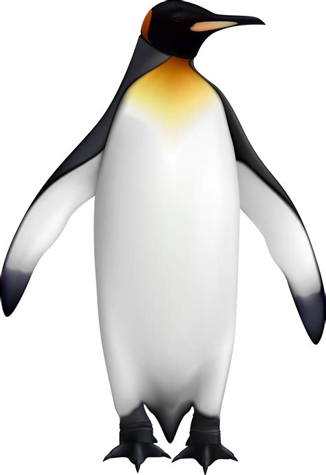 King Penguin Bird Png File Png All Png All