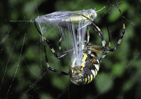Spider Wrapping Its Prey In Silk Stock Image Z Science