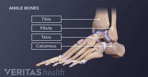 Ankle Joint Anatomy And Osteoarthritis