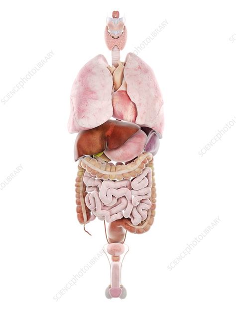 Find the perfect internal organs stock. Illustration Of Woman\'S Internal Organs : Internal Human ...
