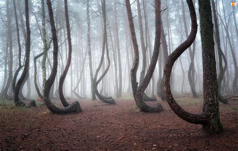 Gryfino Poland Crooked Forest Is A Local Anomaly A Section Of