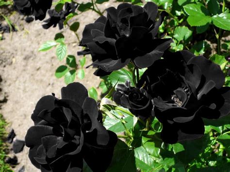 black roses meaning pictures      florgeous
