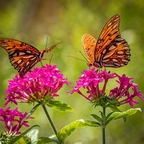 A Monarch Butterfly - AMMA Magazine