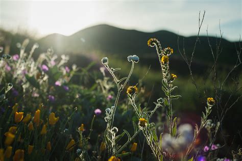 Californias Desert Wildflowers Burst Into Bright ‘super Bloom — High