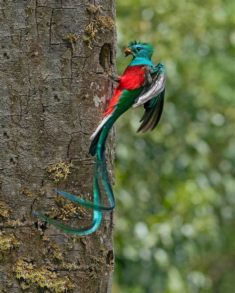 Resplendent Quetzal Most Beautiful Birds Beautiful Birds Wild Birds