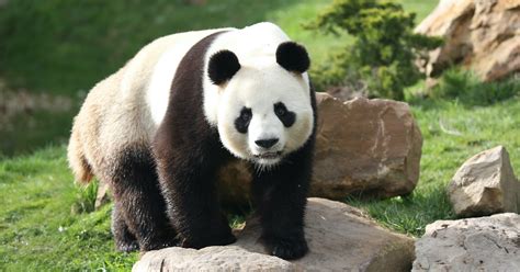 Ainsi, « dans le passé, le panda roux a été classé dans une famille séparée, les ailuridae avec le panda géant », mais cette classification est aujourd'hui abandonnée au bénéfice d'un classement du panda géant chez les ursidés, classification basée sur sa dentition, l'étude de son squelette et la génétique 14, 15. Panda roux | ZooParc de Beauval