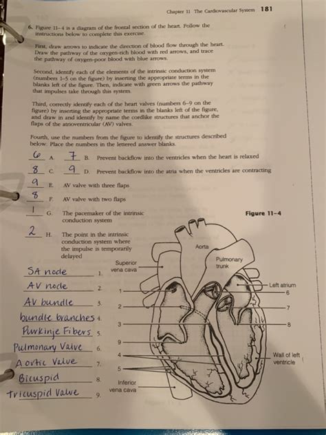 Chapter 11 The Cardiovascular System Worksheet Answer Key