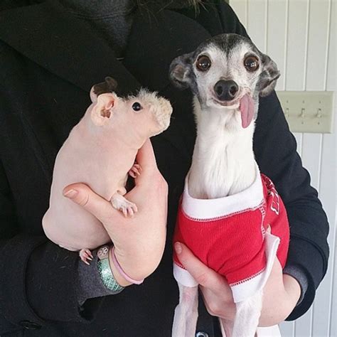 Meet Zappa The Dog Who Bears A Striking Resemblance To Sid From Ice Age