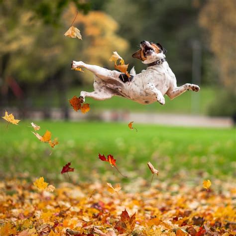 13 Best Jumping For Joy Images On Pinterest Adorable
