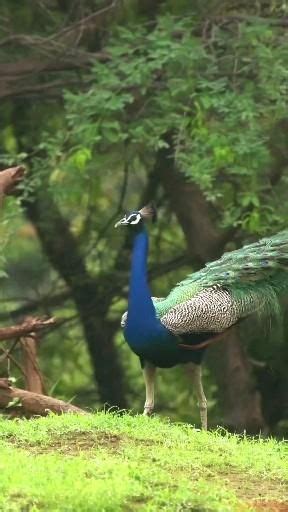 Video Beautiful Peacock Di 2023 Hewan Hewan Peliharaan Alam Yang