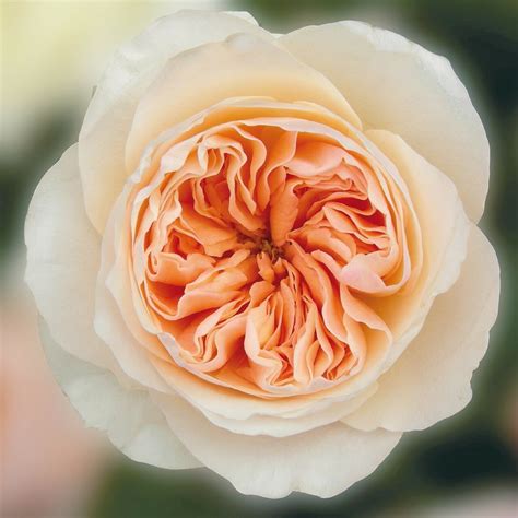 Check spelling or type a new query. David Austin Juliet Roses - Garden Roses Direct