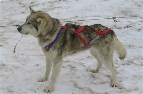 Highly recommend following blair braverman on twitter for some great husky stories. Alaskan Husky