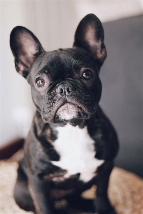Frenchie French Bulldog Bulldog Puppies French Dogs French
