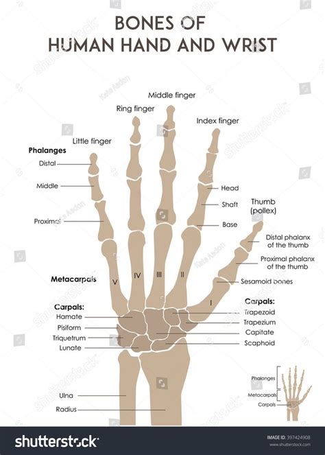Bones Of The Hand Labeled Fresh Bones Human Hand And Wrist Medically
