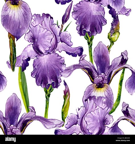 Wildflower Iris Flower Pattern In A Watercolor Style Isolated Full