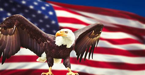 Royalty Free American Flag With Eagle Pictures Images And Stock Photos