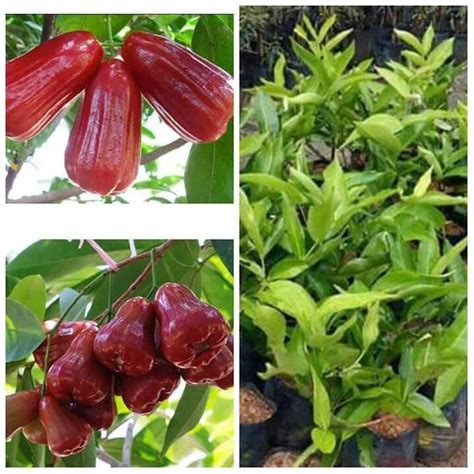 Pokok Jambu Madu Hybrid Lazada