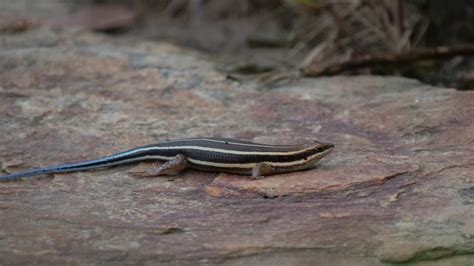 Blue Tailed Skink Care Guide Needs And Faqs Explained Pics 2022