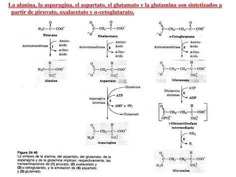Ppt Biosíntesis De Aminoácidos No Esenciales Powerpoint Presentation