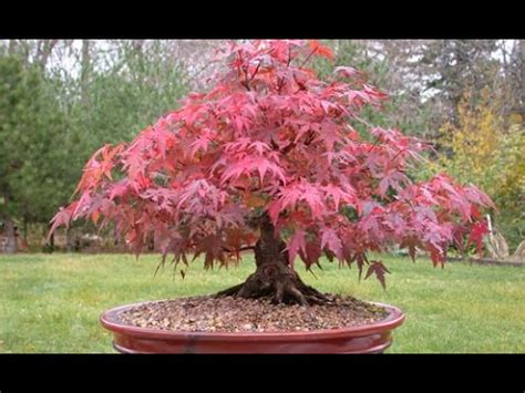 1200 x 1600 jpeg 443 кб. The Sugar Maple Bonsai - YouTube