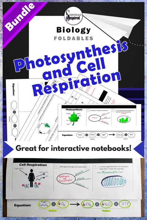 Laf occurs in animals and af occurs in plants and yeasts. BUNDLE - Photosynthesis and Cell Respiration Foldables for Interactive Notebooks | Cell ...