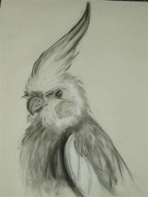 Ultimate drawing & sketching art with colored pencils drawing. cockatiel | Bird pencil drawing, Bird drawings