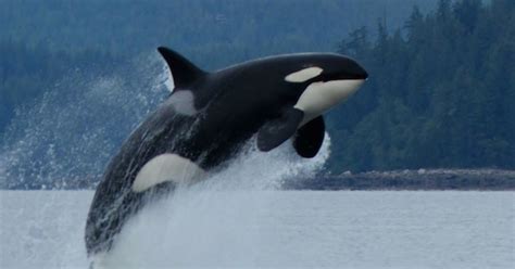 😍 Essay On Killer Whales In Captivity Killer Whales In Captivity A