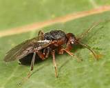 Photos of Oak Gall Wasp