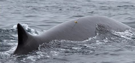 Long Term Tracking Of Whale Feeding Behavior Via Satellite Now Possible With New Tag Oregon