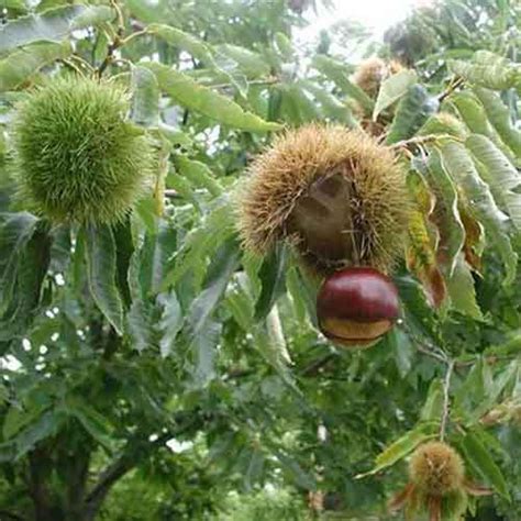 American Chestnut Tree Nutrition Facts American Chestnut Health