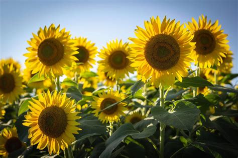 How To Protect Sunflowers From Birds Avian Control