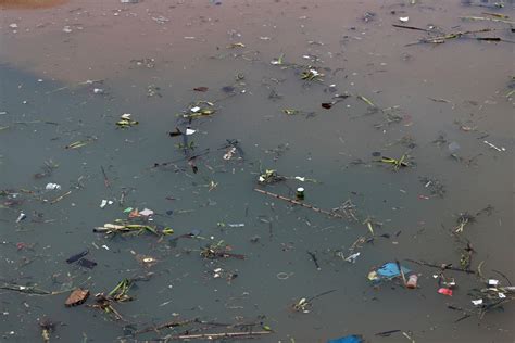 Ao Descartar Detritos Organicos Nos Lagos O Homem Esta Contribuindo