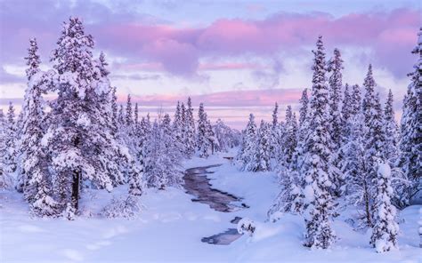 Purple Clouds Over Winter Forest