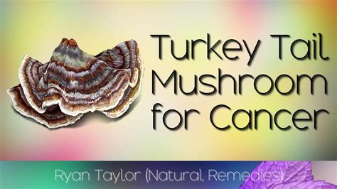 turkey tail mushroom benefits for health youtube