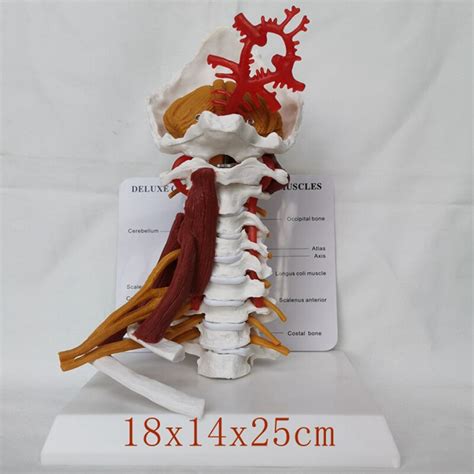 Life Size Cervical Vertebrae Model Cervical And Vertebral Body Spine Human Anatomy Spinal