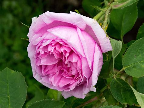 Maybe you would like to learn more about one of these? Wow 24+ Gambar Bunga Patah Hati - Gambar Bunga HD