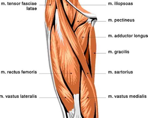 Between the vastus medialis and the vastus lateralis at the front of the femur, it is the deepest of the quadriceps muscles. quad muscles | Major Muscles | Pinterest | Quad, Search ...