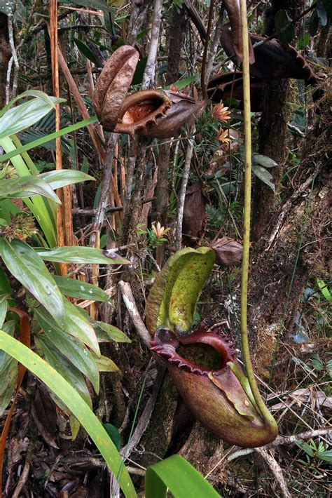 Nepenthes Rajah Tropical Pitcher Plant In Habitat Kinabalu National