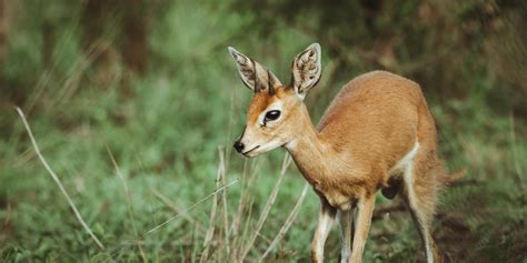 Small Antelope