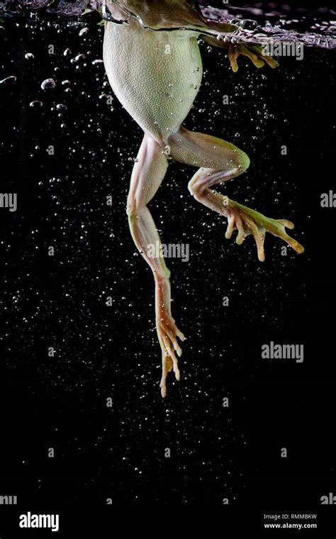 Close Up Of A Frogs Legs Underwater Indonesia Stock Photo Alamy