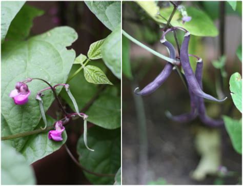 Check spelling or type a new query. Bean Plant Update & Canning Spicy Dilly Beans | 17 Apart