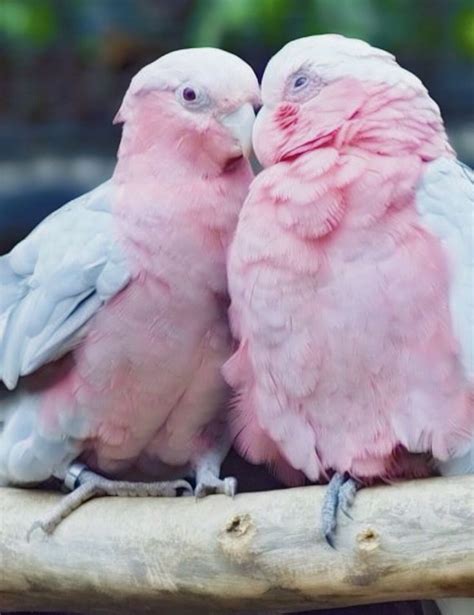Pink Birds Pink Bird Pink Pink Love