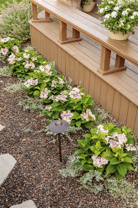 How To Grow Hydrangeas In Pots 2022