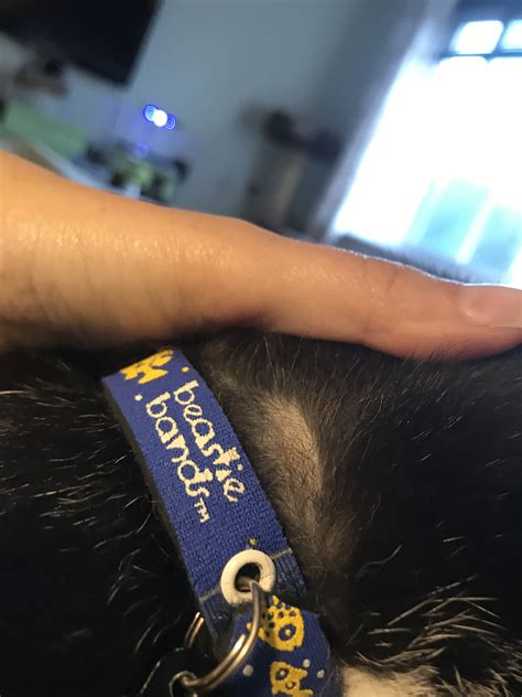 Webmd explains some of the causes, along with treatments. Hair Loss On Cat's Face And Head | TheCatSite