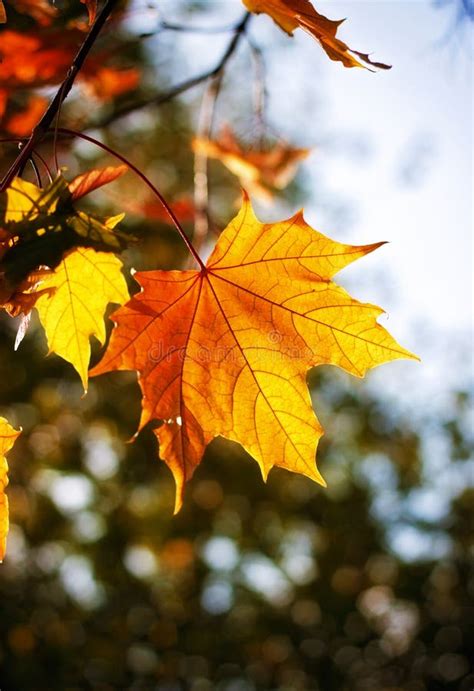 Autumn Maple Leaves Stock Photo Image Of Leaves Branch 17621102