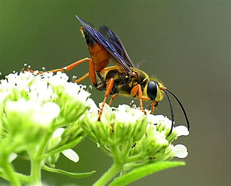 Learn About Great Golden Digger Wasps And Their Behavior Savannahs Leading Pest And Termite