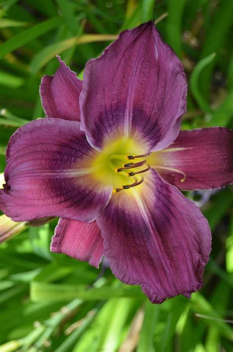 Purple Daylily From The Garden Of Kelli Hellerud Day Lilies Daylily